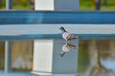 Göletten güvercin içme suyu