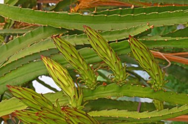 Pitaya bitkisi ve çiçek açar..