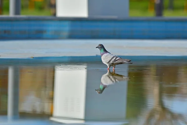 鸽子从池塘里喝水 — 图库照片