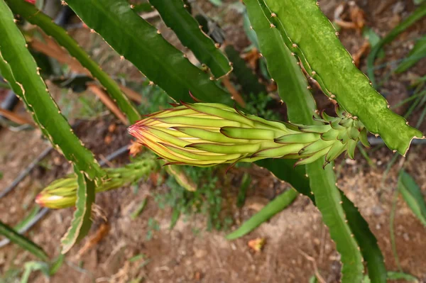 Pitaya Planta Flor Sobre Ele — Fotografia de Stock