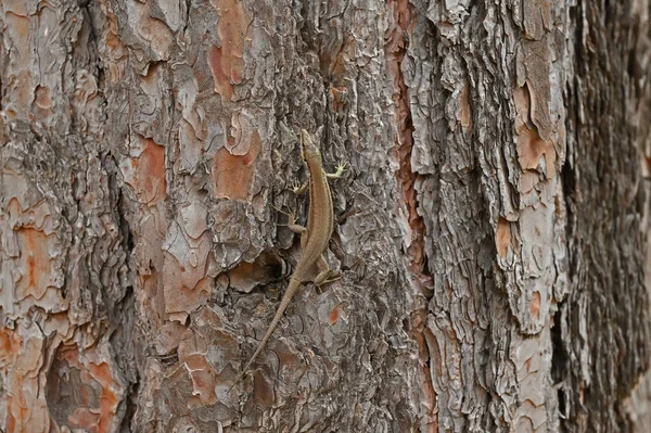 松树上的蜥蜴 — 图库照片