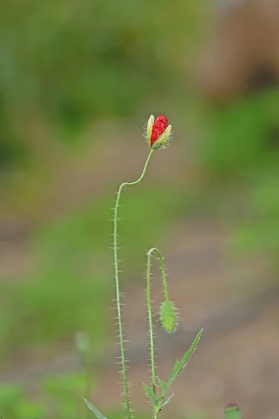 Квітка Макарони Бруньці Збирається Розквітати — стокове фото
