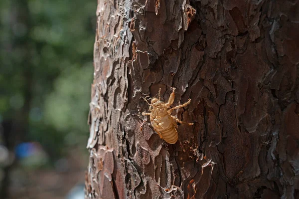 Cicada Larve Een Pijnboom — Stockfoto