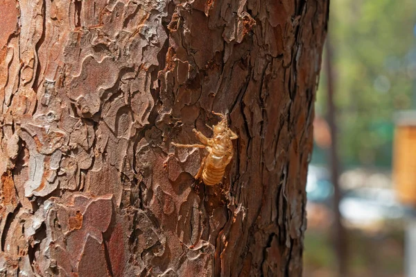 Cicada Lárva Egy Fenyőfán — Stock Fotó