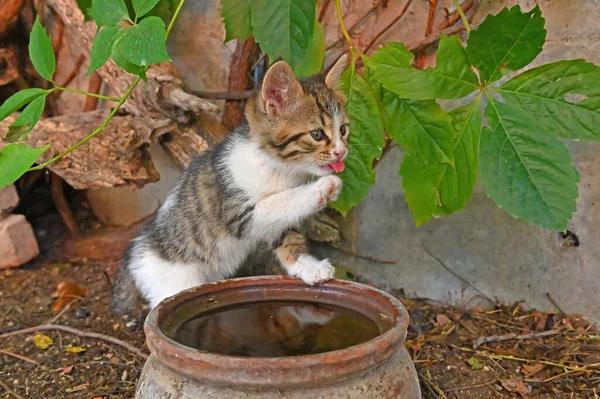 Pençesini Yalayan Bir Kedi Yavrusu Bir Kedi Yavrusu Içme Suyu — Stok fotoğraf