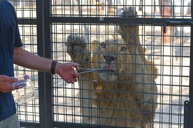 Bir adam hayvanat bahçesinde bir aslana yemek verir. Aslan parmaklıklar ardında..