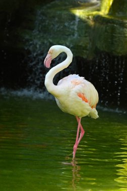 Flamingo hayvanat bahçesinde suda..