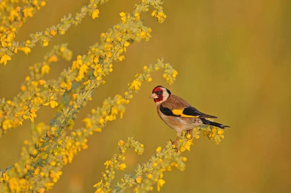 Goldfinch Europeu Ramo Flores Amarelas — Fotografia de Stock