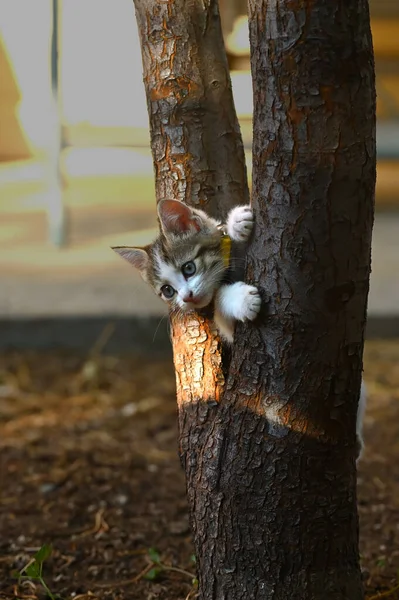 나무를 오르는 고양이 — 스톡 사진
