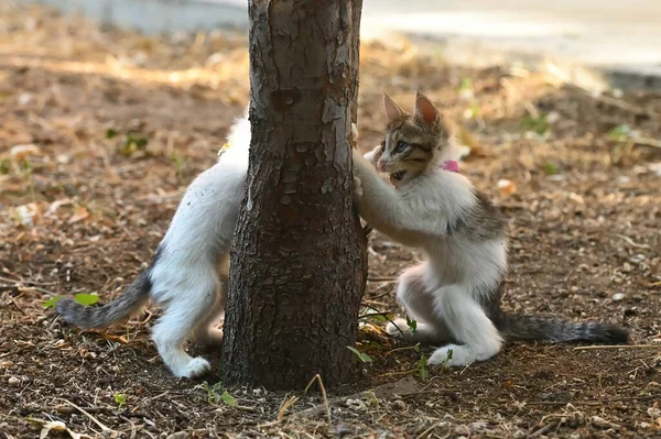 Ağaçta Oynayan Kedicikler — Stok fotoğraf