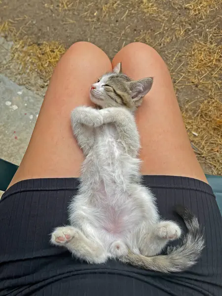 Kedi Yavrusu Kızın Kucağında Uyuyor — Stok fotoğraf