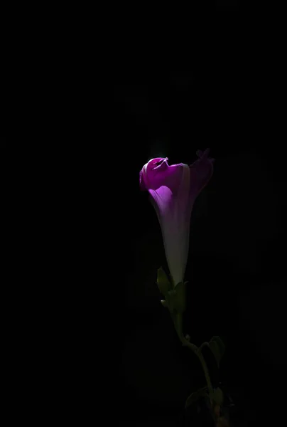 Różowy Ranek Chwała Czarnym Tle — Zdjęcie stockowe