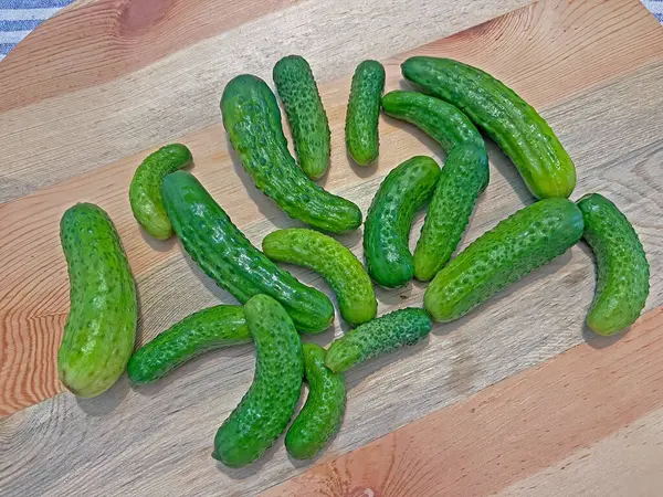 Small Cucumber Pickling Gherkins — Stock Photo, Image