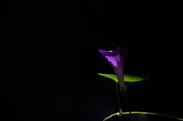 Ροζ Δόξα Πρωί Μαύρο Φόντο — Φωτογραφία Αρχείου