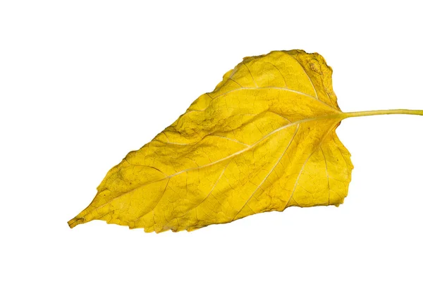 Лист Осенью Пожелтевшем Белом Фоне Желтые Тутовые Листья — стоковое фото