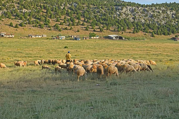 The shepherd is grazing his sheep.