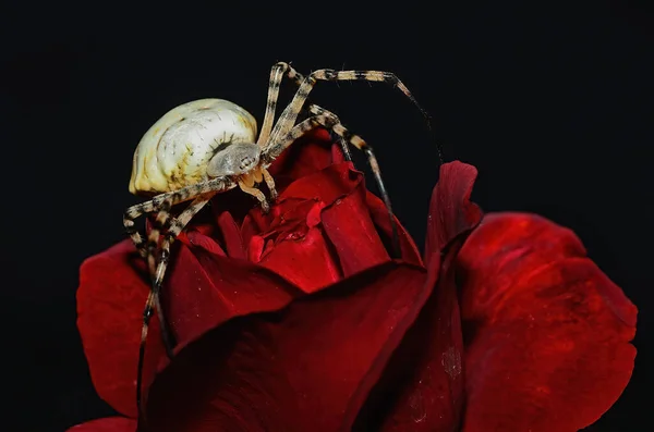 Kırmızı Gül Üzerinde Bir Örümcek — Stok fotoğraf