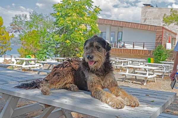 Cão Vadio Sujo Com Cabelo Comprido — Fotografia de Stock