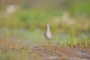 Wood Sandpiper su kenarında yürüyor. Tringa glareola