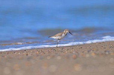 Tek bacaklı Dunlin sahilde besleniyor. Dunlin sahilde besleniyor. Kalidris alpina