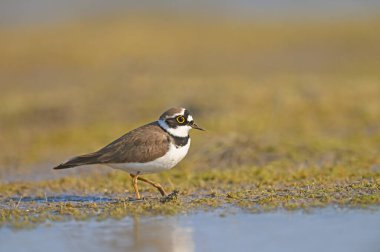 Küçük Halkalı Plover suyun üzerinde yürüyor