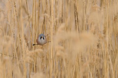 Erkek Sakallı Reedling 'in bacakları sazlıkta açık. Panurus biarmicus