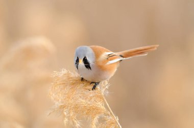 Erkek Sakallı Reedling sazlıkla besleniyor. Panurus biarmicus