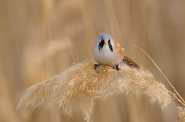 Erkek Sakallı Reedling sazlıkla besleniyor. Panurus biarmicus