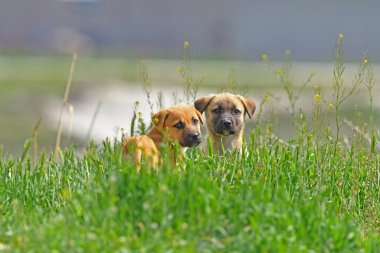 İki meraklı köpek yavrusu çimlerde.