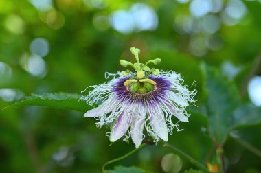 Passiflora bitkisinin çiçeği.