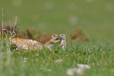 Yer sincabı birbirine dokunuyor. Anadolu Souslik, Spermophilus xanthoprymnus
