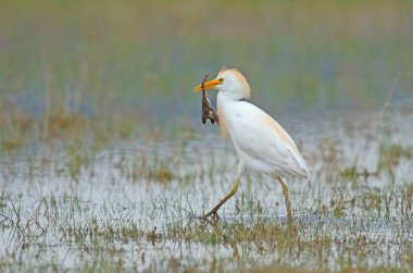Batı Egret 'i kurbağa avlıyor. Bubulcus ibis