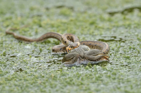Serpiente Agua Cazando Ranas Lago Algas Verdes Serpiente Come Ranas —  Fotos de Stock