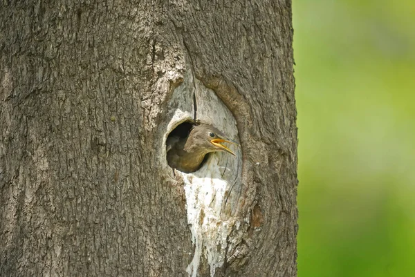 Küçük Bir Starling Yavrusu Ağaç Deliğinden Dışarı Bakıyor Sığırcık Yuvasında — Stok fotoğraf