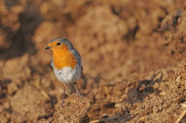 Kırmızı göğüslü Avrupalı Robin kuşu. Renkli küçük kuşlar. Erithacus rubecula