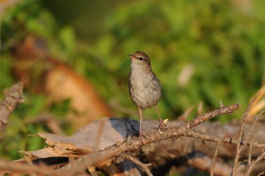 Cetti 'nin daldaki Warbler kuşu. Cettia Cetti.