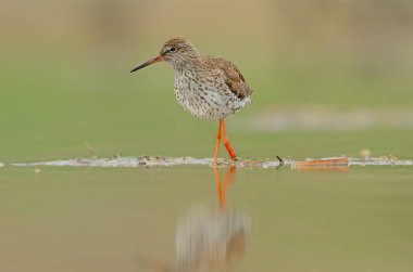 Islak bir arazide yiyecek arayan sıradan bir Redshank. Tringa totanus