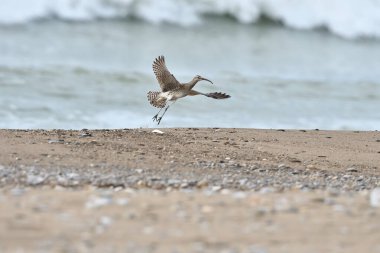 Avrasya Whimbrel 'i sahilde uçuyor. Numenius phaeopus