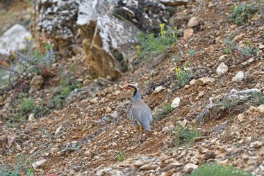 Chukar Partridge dağda