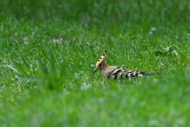Avrasyalı Hoopoe otların arasında besleniyor. Upupa epops. Yeşil otlar