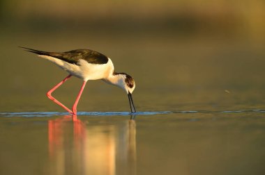 Siyah kanatlı Stilt sabah güneşinde gölde besleniyor. Kuş ve onun yansıması. Kırmızı ve uzun bacaklı kuş. Himantopus himantopus