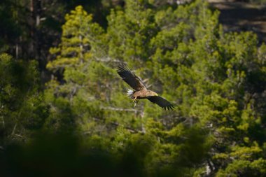 Beyaz kuyruklu kartal yuvasına balık getiriyor. Beyaz kuyruklu kartal uçuyor..