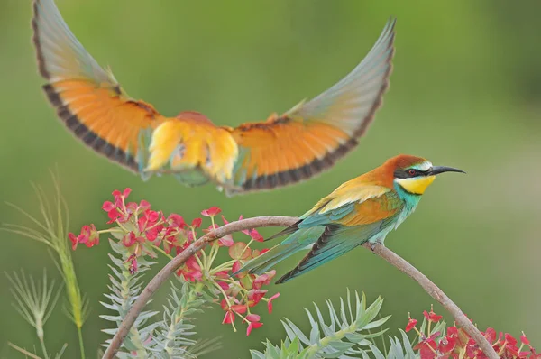 Bunte Vögel Auf Einem Ast Vor Grünem Hintergrund Europäische Bienenfresser — Stockfoto