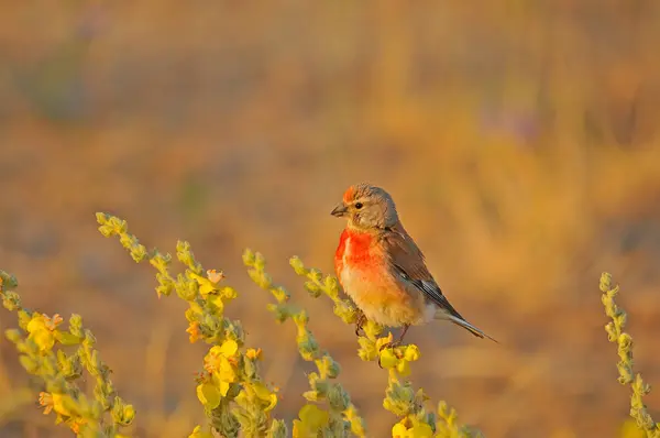 Common Linnet Czerwoną Pierś Żółtych Kwiatach Czerwony Kolorowy Ptak Żółtym — Zdjęcie stockowe