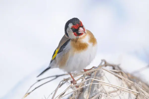 Europejski Goldfinch Białym Tle Carduelis Carduelis — Zdjęcie stockowe