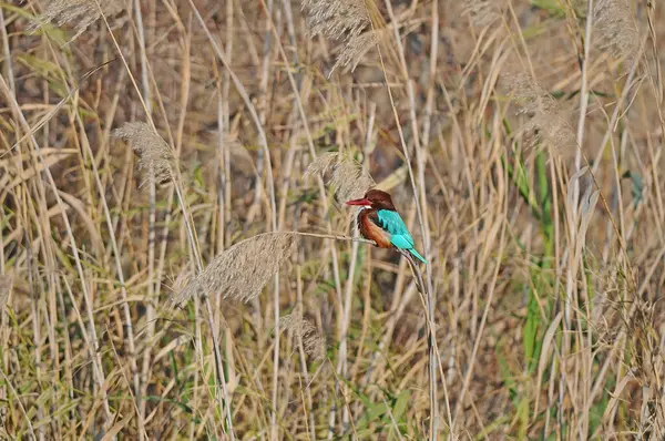 Kingfisher Garganta Branca Descansando Nos Juncos Pássaro Bico Vermelho Com — Fotografia de Stock
