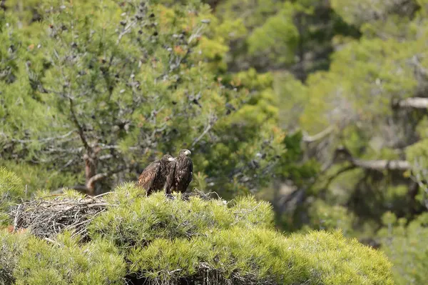 White-tailed Eagle chicks in the nest. Haliaeetus albicilla. White-tailed Eagle nest at the top of a pine tree.