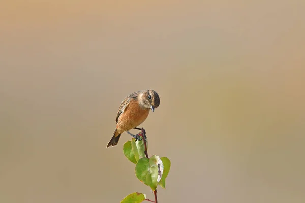 European Stonechat Branch Green Leaves — Stock Photo, Image