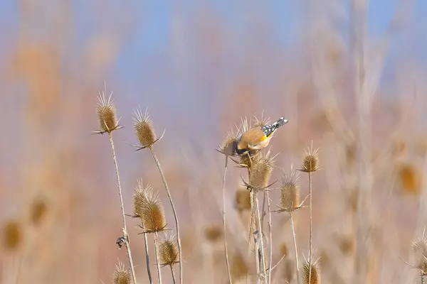 씨앗에 먹이는 Goldfinch Carduelis Carduelis는 — 스톡 사진