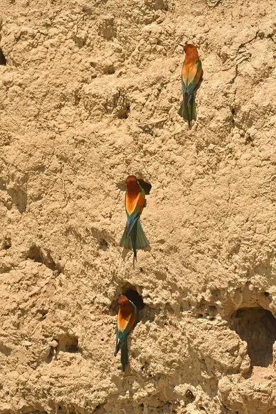 Abeja Comedor Europeo Anidando Suelo Colorido Pájaro Exótico Merops Apiaster — Foto de Stock